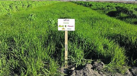 Uso de abonos verdes en invierno, para posteriores cultivos de chacra