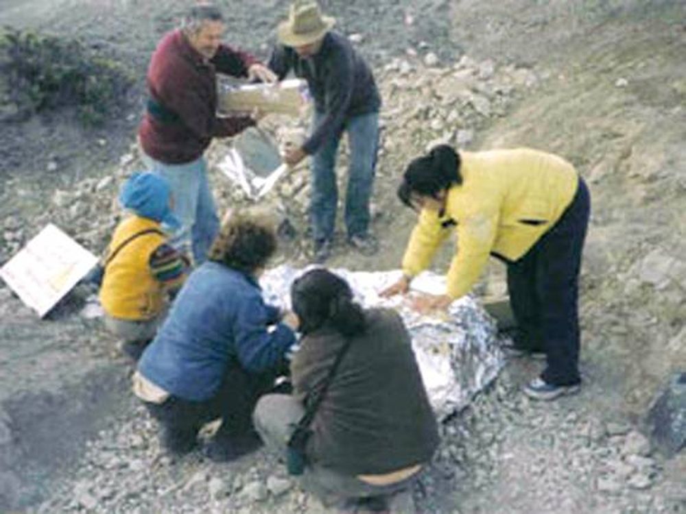 Trasladan fósiles con la ayuda de una minera