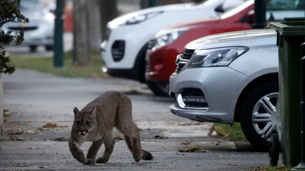 [VIDEO] Un puma silvestre copó las desoladas calles de Santiago