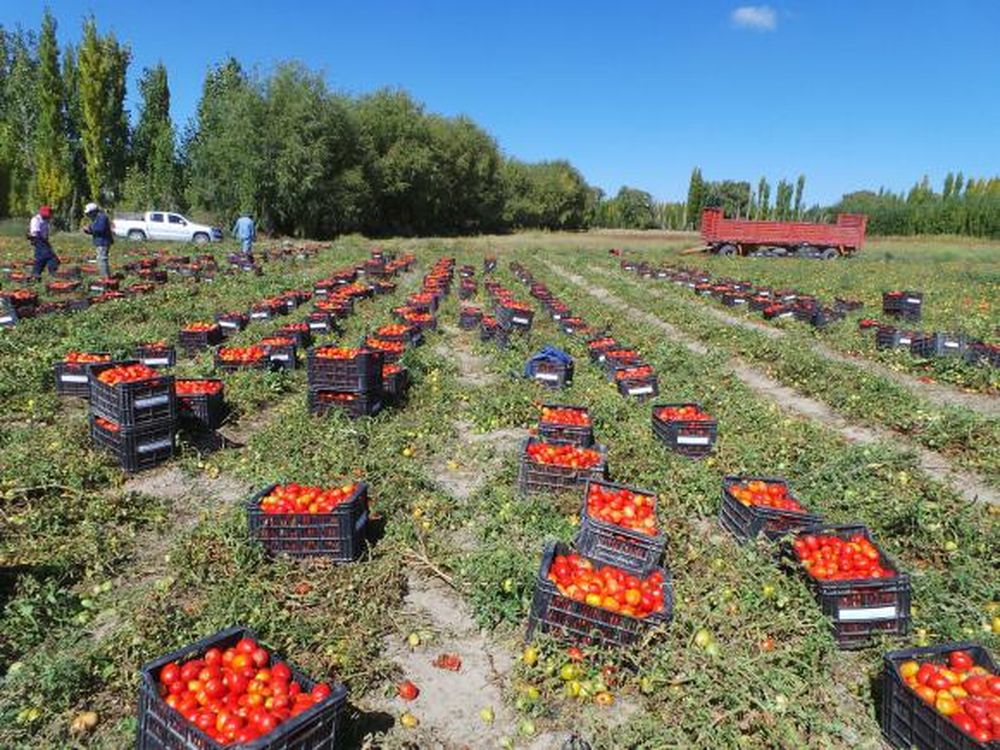 El tomate para industria termina una temporada de altos rindes