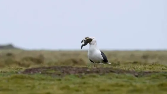 Una gaviota se comió de un sólo bocado a un conejo