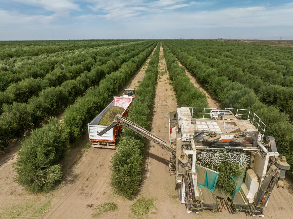 Tanto la olivicultura como los pistachos y otros frutos secos coinciden en que apostaron por tecnificar su producción, lo que requiere más inversión, además de demorar en dar rentabilidades.&nbsp;