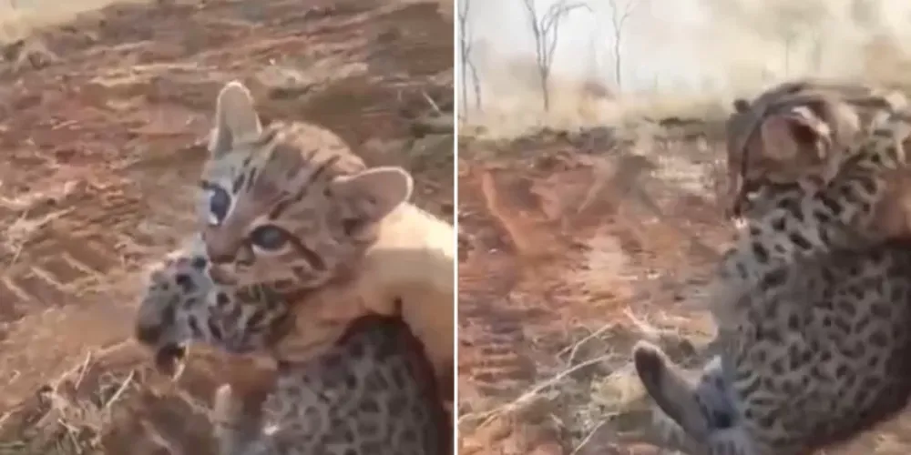 Un jaguar bebé fue rescatado en medio de un incendio en Bolivia