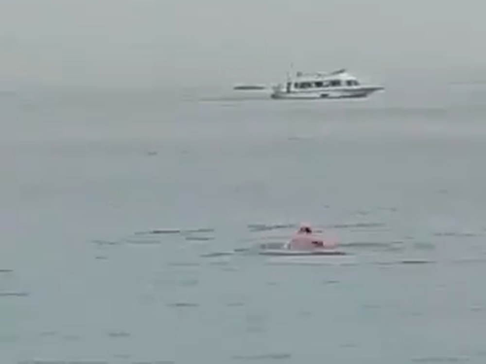 Impactante video: captan el momento en que un tiburón devora a un nadador
