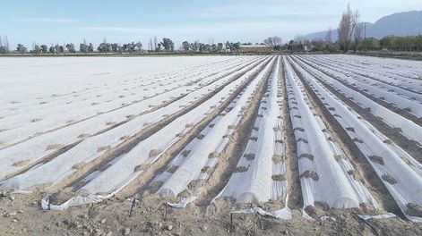Tomate industria primicia con uso de mantas térmicas