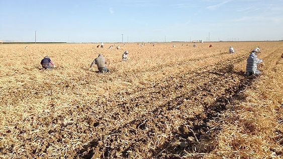 USA: el ajo hoy está de moda