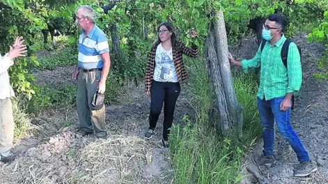 Los rindes de uva serían normales en los parrales destinados a pasa