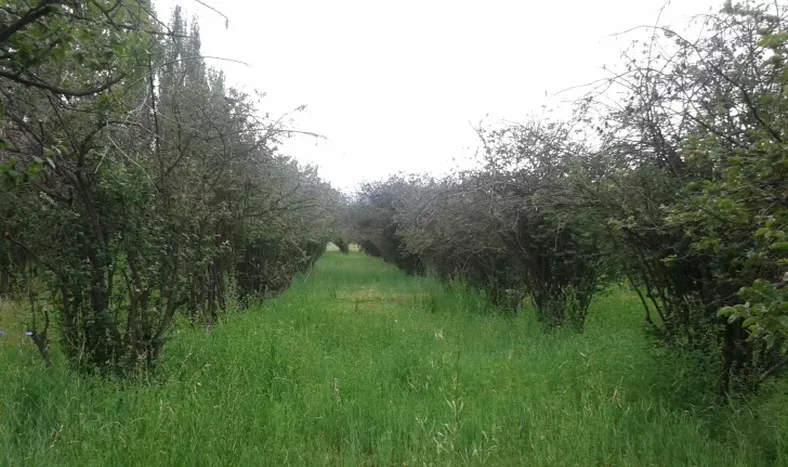 Las heladas se llevaron gran parte del membrillo sanjuanino