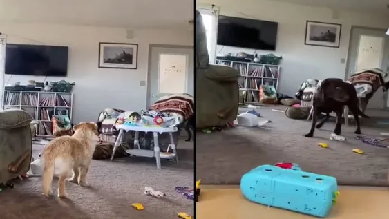 Nombres para perros, cuáles son los más usados este 2022