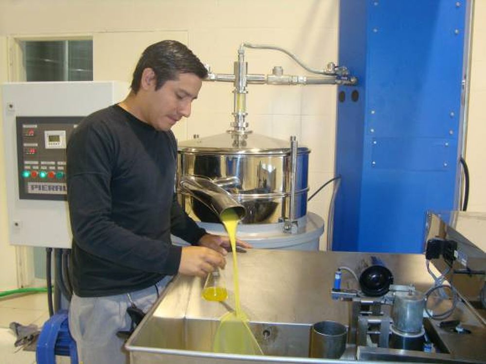 La crisis olivícola mundial afecta ventas sanjuaninas