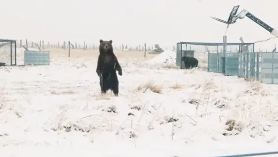 La emocionante liberación de 10 osos que vivieron enjaulados por 20 años