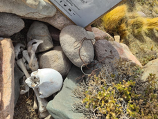 Los restos óseos encontrados en Iglesia. Los restos óseos encontrados en Iglesia.