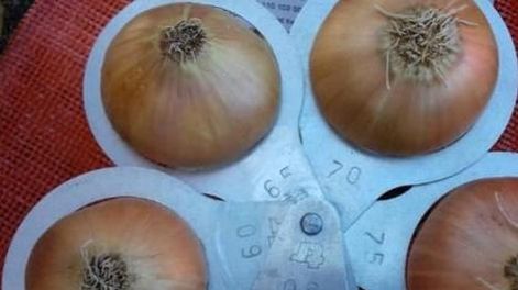 Los agricultores egipcios de cebolla, han cambiado a cultivos como el trigo