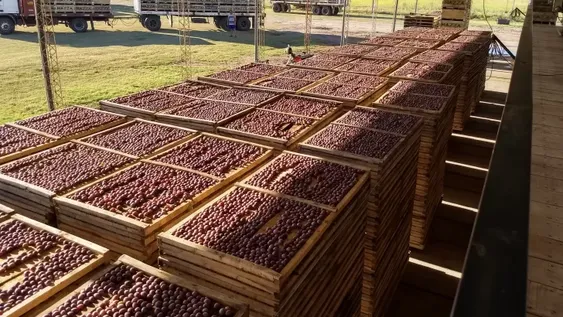 Proyecto para optimizar producción e industrialización de ciruela seca