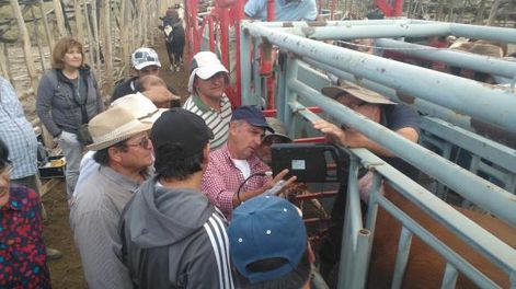 En Bella Vista, buscan mejorar alimentación, genética y ventas