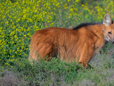en cordoba: por primera vez se monitoreara las 24 horas la actividad de un animal emblema de argentina en cordoba: por primera vez se monitoreara las 24 horas la actividad de un animal emblema de argentina
