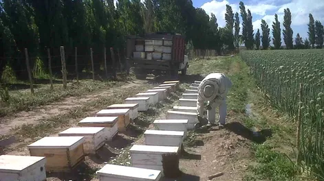 El cambio climático mundial y la importancia de la apicultura