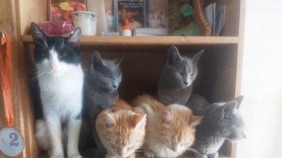 El Hogar de Tránsito Chiquita alberga actualmente a 30 gatos y a 8 perros que fueron abandonados.