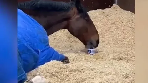 [VIDEO] Un caballo de la policía inglesa toma té para arrancar el día