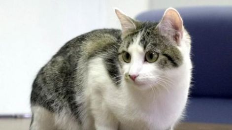 Ni lo intentes: los gatos no obedecen
