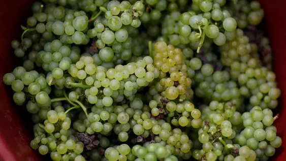 El BID financiará estudios sobre oasis de regadío de regiones vitivinícolas