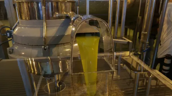 Puntapié inicial para la futura planta de aceite de oliva más grande de Latinoamérica