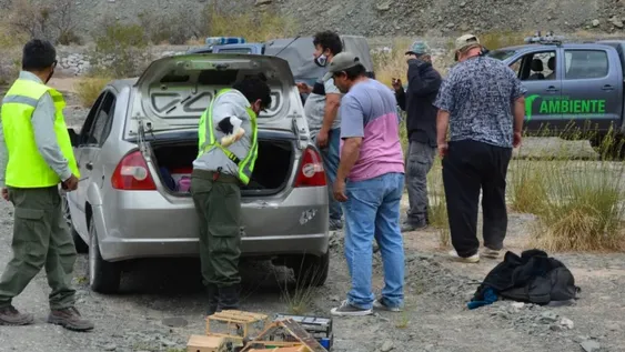 Radiografía de la caza ilegal: la explosión en cuarentena y el benteveo, el más buscado
