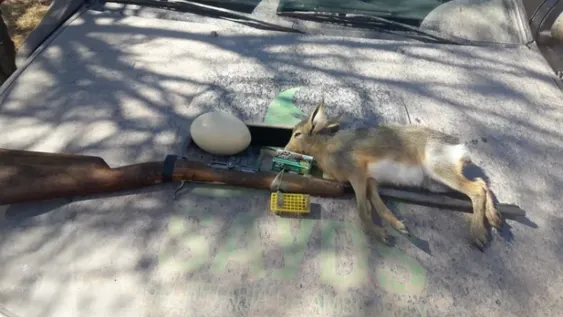 Decomisaron una liebre muerta, varias trampas y un arma destinada a la caza furtiva