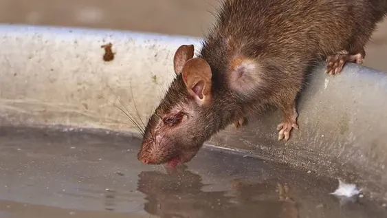 ¿La pandemia hace que las ratas se vuelvan más agresivas?