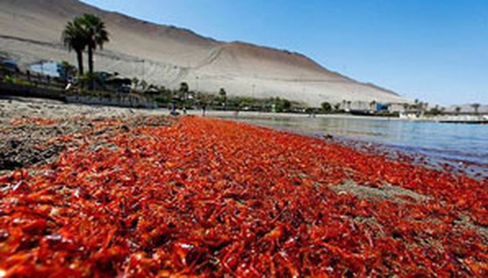Encuentran miles de langostinos varados en las costas de Chile