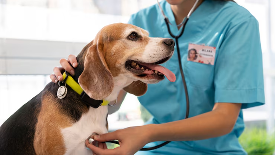 por primera vez, logran producir celulas similares a los globulos rojos de perros en el laboratorio