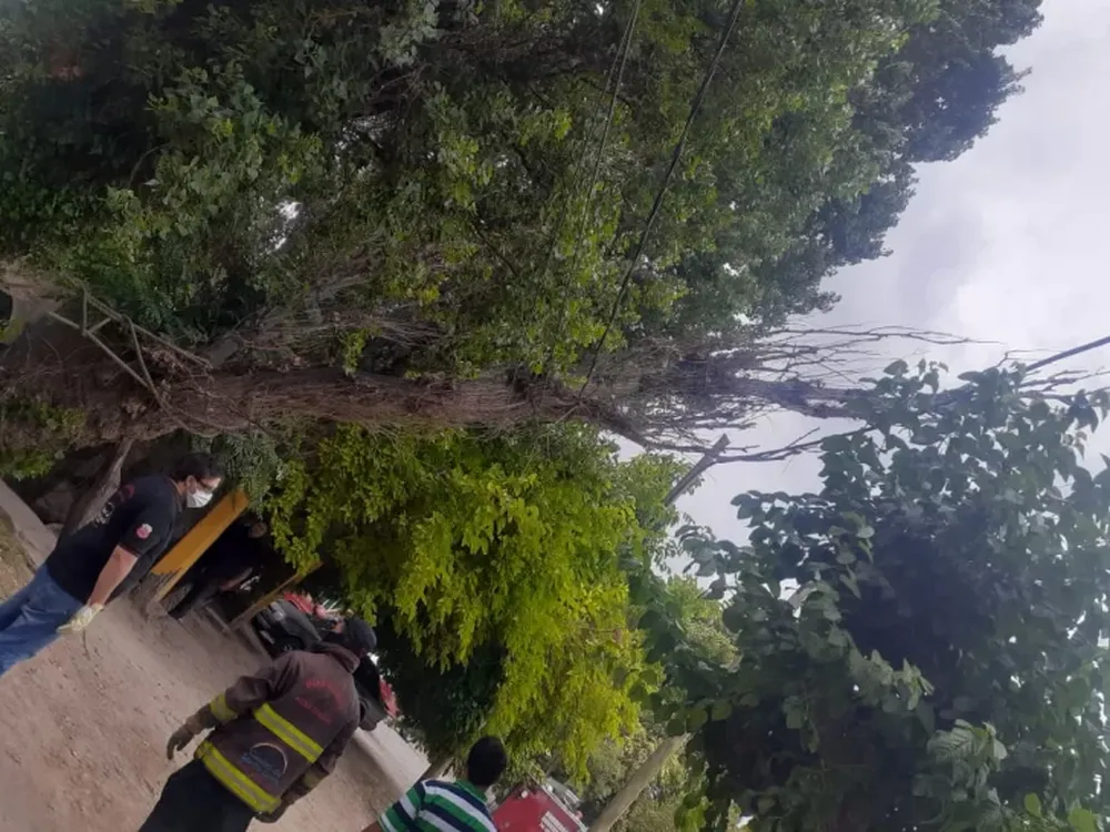 Una familia quedó atrapada en su casa tras la caída de un árbol sobre el tendido eléctrico