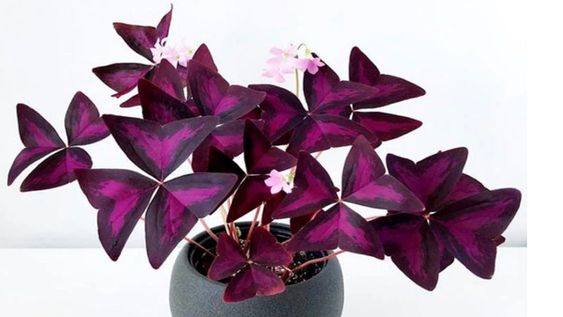 el trebol morado, la planta mariposa: secretos de cuidado y cultivo