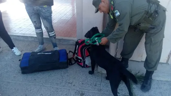 Descubren marihuana en la Terminal de Jáchal