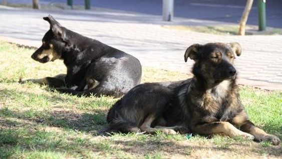Esterilizaron 22 mil animales en un año gracias a un nuevo programa