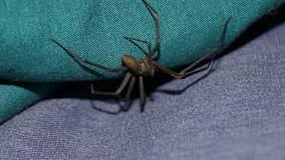 Una mujer, internada luego de haber sido mordida por una araña en su casa