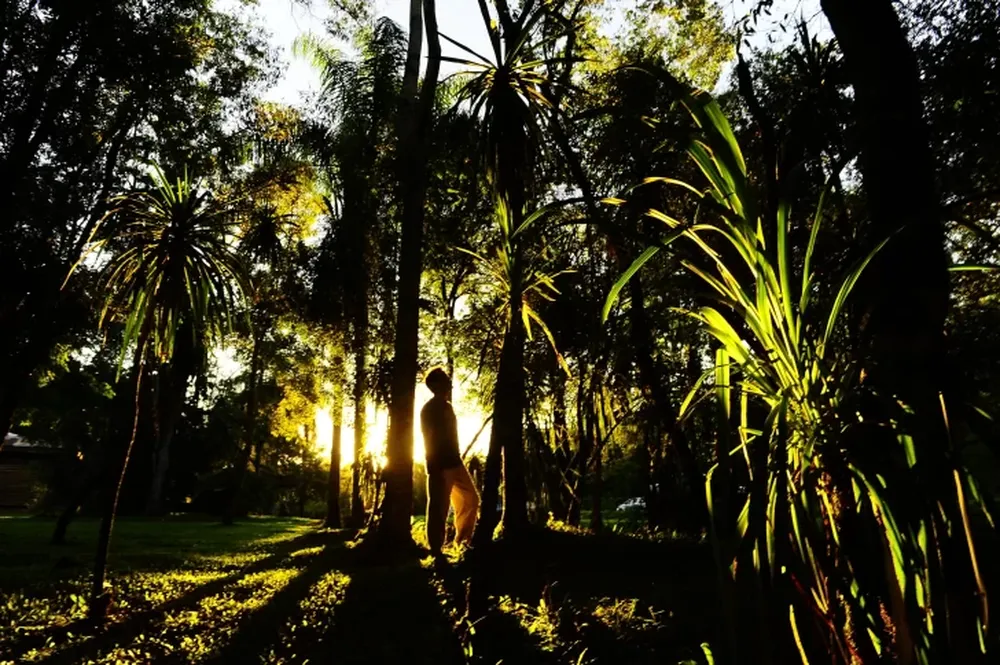 Plan de salvataje para evitar la deforestación