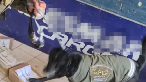Con ayuda de la can “Luna”, secuestran una encomienda con marihuana que iba a ser enviada a Mendoza