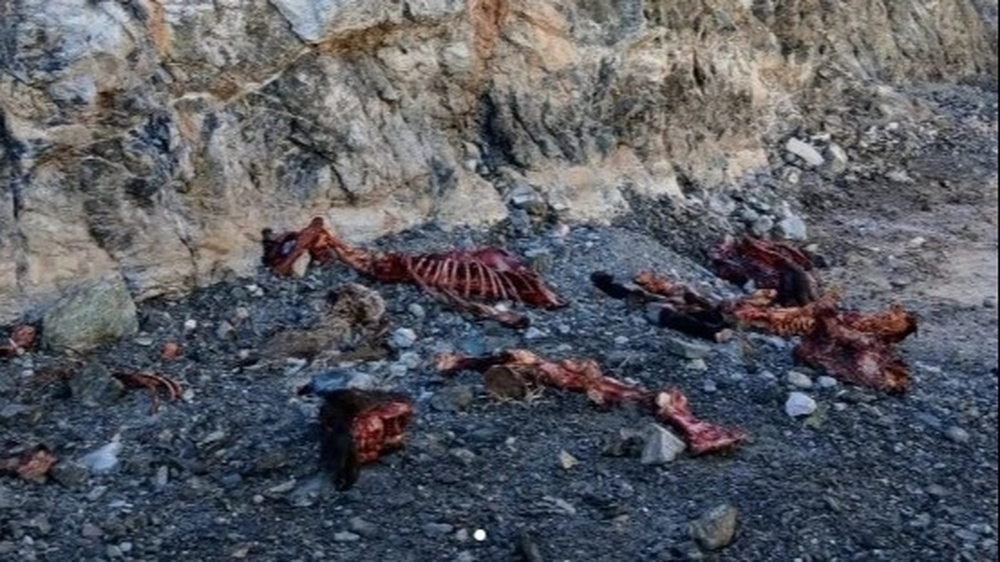Encontraron animales faenados cerca del dique Cuesta del Viento
