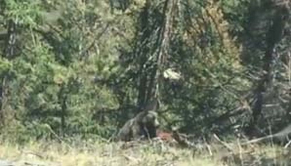 Video: oso atrapa una vaca y se la come