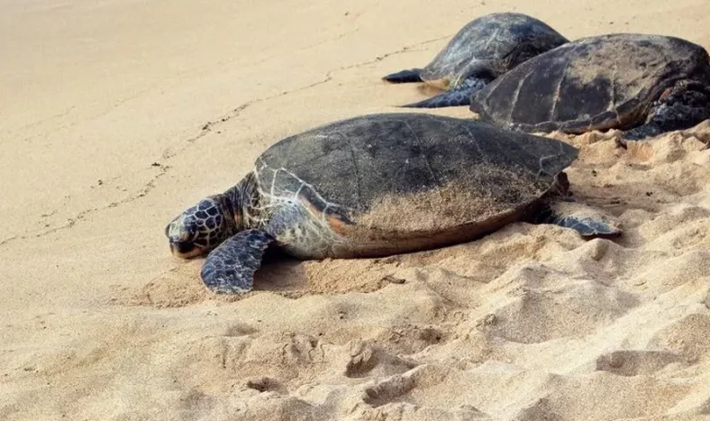 Las redes sociales se conmovieron por los cientos de tortugas que anidan en las playas
