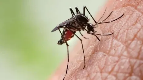Por tercera semana consecutiva bajaron los casos de dengue y son 84.433 en todo el país