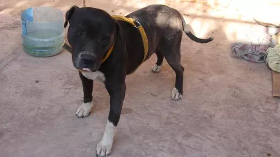 “El 70% de las agresiones que atiendo, involucran un pitbull”