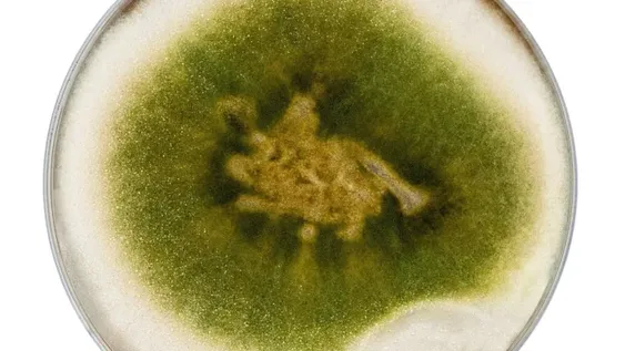 Soluciones biológicas contra el oídio, peronóspora y botrytis