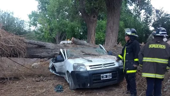 Un árbol cayó sobre el vehículo de una mujer y se lo destrozó