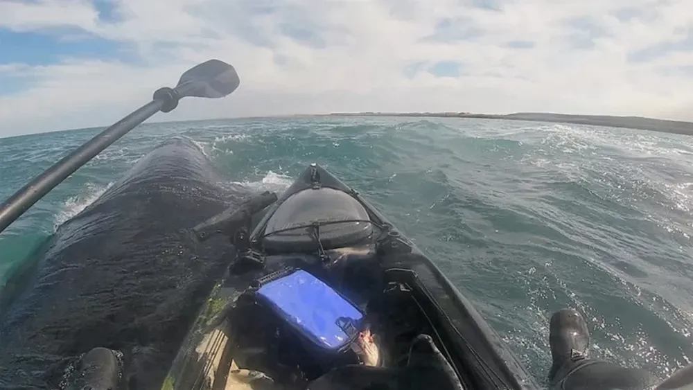 Fue a pescar en kayak, tres ballenas lo rodearon y quedó sobre una de ellas