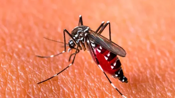 Argentina alcanzó el pico histórico de casos de dengue: ya son 71.717