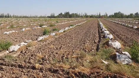 Drástica disminución del precio de las cebollas en los mercados