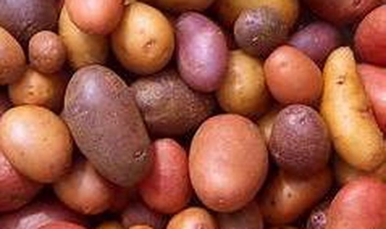 Primer productor de papa en América latina