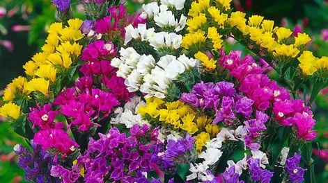 Diario de Cuyo | flores4 728x728.webp